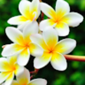 Meet your Posher, Ana